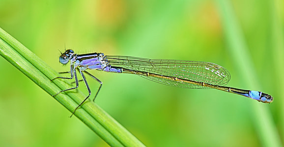 photo of blue dragonfly on grass thumbnail