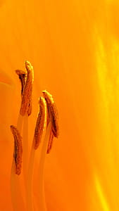 Orange daylily flower parts macro during summer time in Rutgers Garden NJ USA thumbnail