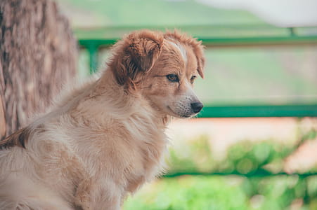 Close-Up Photography of Dog thumbnail