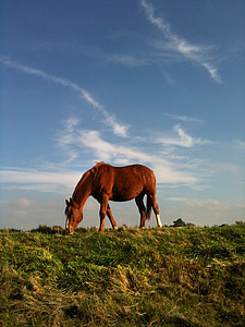 brown horse eating grass thumbnail