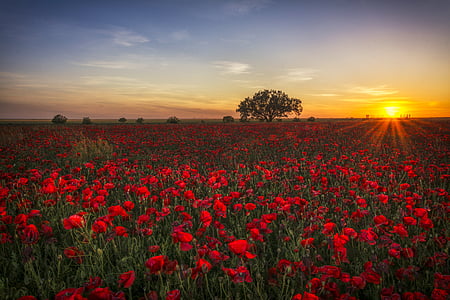 bed of red flowers thumbnail