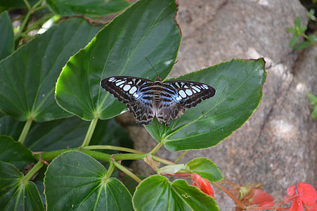 Dark Blue Tiger, Butterfly thumbnail