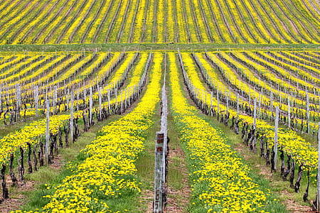 landscape photography of yellow flower fields thumbnail