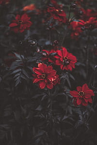 red flowers with green leaves thumbnail