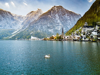 white swan on body water surrounded by mountains thumbnail