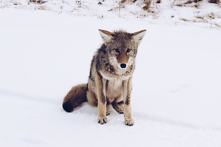 tan and brown fox sitting on snow field thumbnail