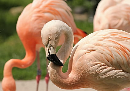 selective focus photograph of flamingo thumbnail