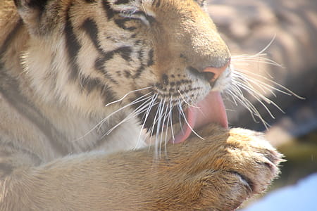 Tiger Licking on Its Paw thumbnail