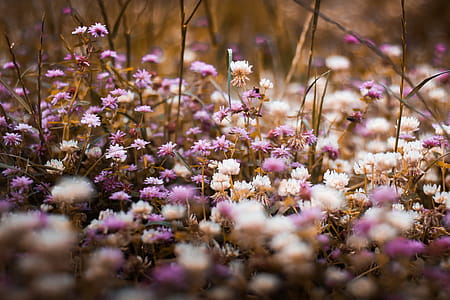 Selective Focus Photography of Purple and White Bed of Flowers thumbnail