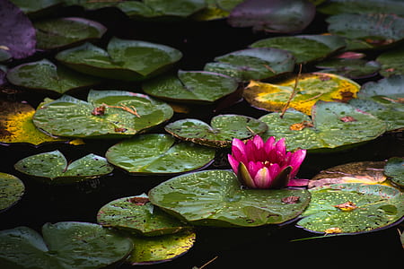 pink lotus digital wallpaper thumbnail