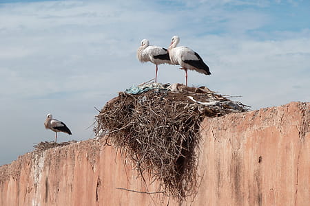 Two Birds on the Bird's Nest Under White Clouds thumbnail