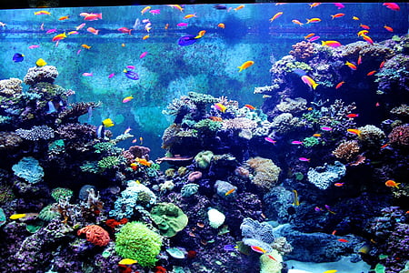 underwater photography of school of fishes thumbnail