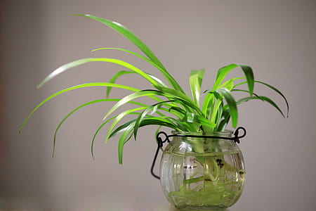 green leaf plant in clear glass vase thumbnail