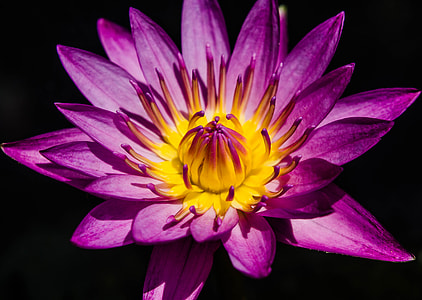 close-up photography of purple and yellow flower in bloom thumbnail