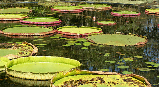 green plants thumbnail