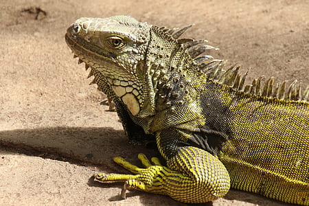 nature, animal, pet, ground thumbnail