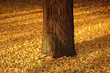 selective focus photography of tree thumbnail