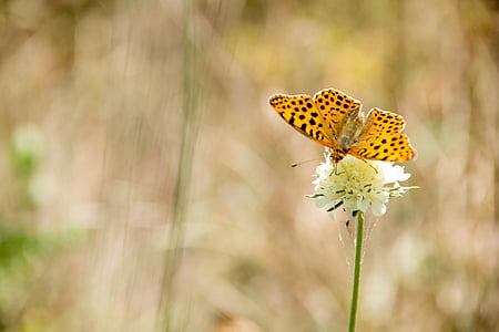 selective focus photography of brown fritillary butterfly perching on white flower thumbnail