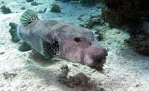 silver and black fish under water thumbnail