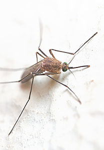mosquito on white surface thumbnail
