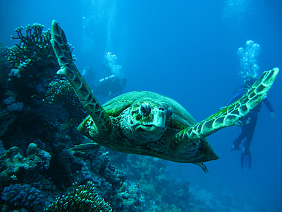 photo of turtle underwater thumbnail