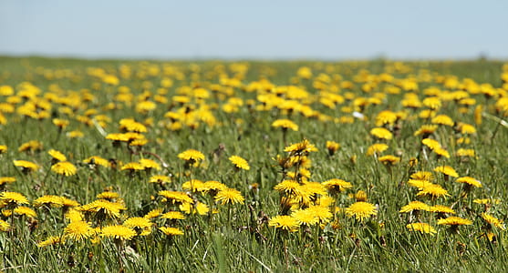 field of yellow daisy flowers thumbnail