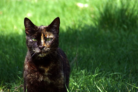 can on grass thumbnail