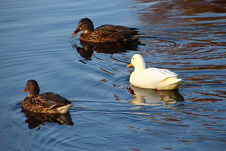 three ducks on water thumbnail
