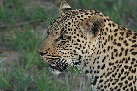 black and brown leopard thumbnail