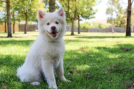 Close-up of Dog  on Grass thumbnail