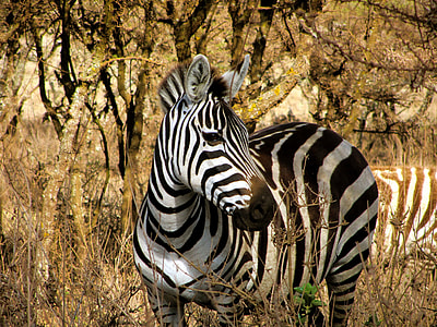 zebra in forest selective color thumbnail