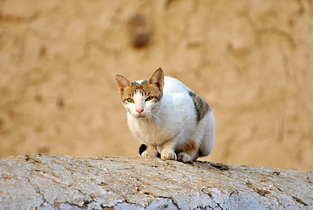 white and brown cat thumbnail
