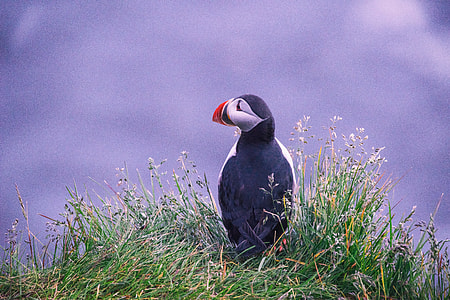 white and black bird on grass during daytime thumbnail