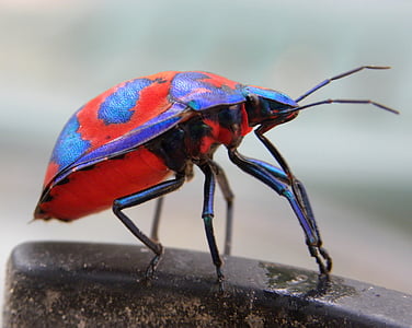 red and purple bug in macro photography thumbnail