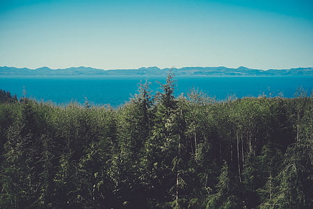 green trees thumbnail