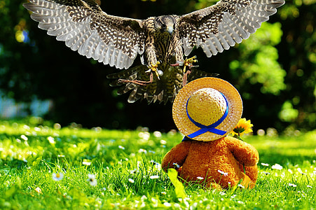 brown bird near brown plush toy sitting on green grass thumbnail