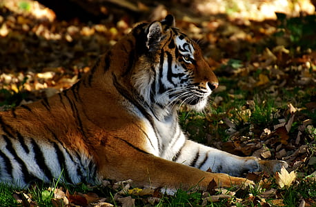 brown and white tiger laying on grass thumbnail