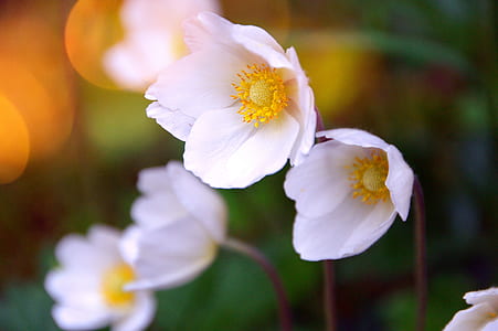 white flowers thumbnail