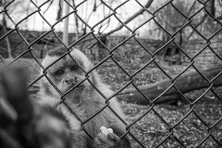 grayscale photography of monkey inside the cage thumbnail