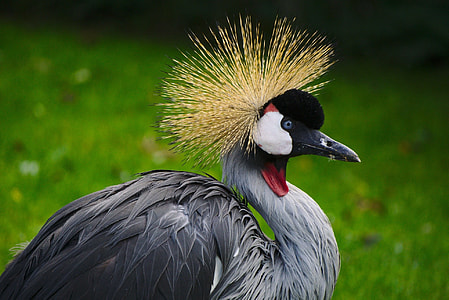 close-up photography of grey-crowned crane thumbnail