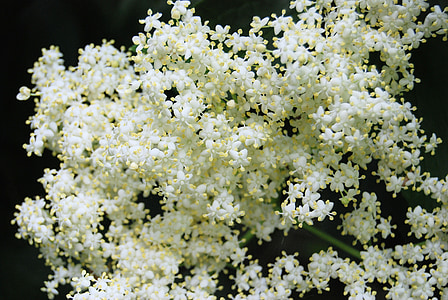 white flowers close-up photography thumbnail
