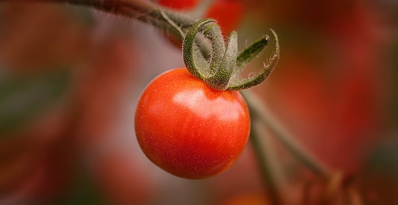 cherry tomato fruit thumbnail
