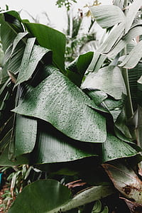 green banana leaf photo thumbnail