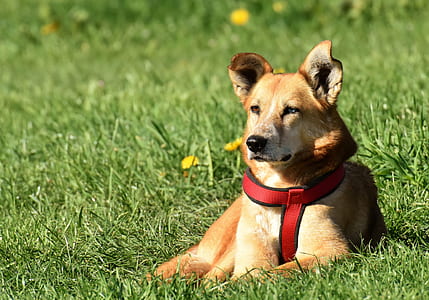 tan dog lying on lawn thumbnail