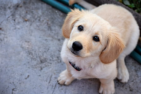 light retriever puppy thumbnail