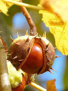 close-up photo of round brown fruit thumbnail