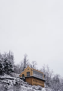brown concrete building surrounded by bare tree thumbnail