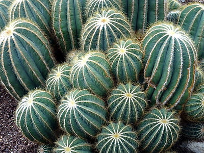 nature, garden, plants, green thumbnail
