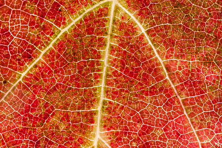 red leaf clip art thumbnail