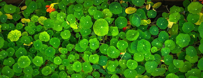 green leaf plant thumbnail
